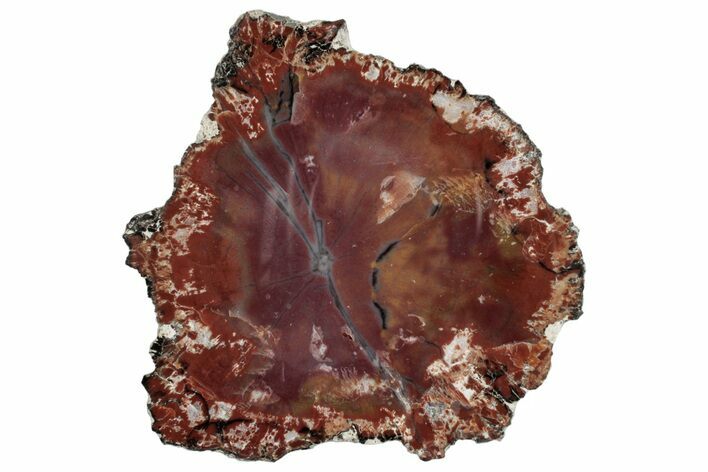 Colorful, Petrified Wood (Araucaria) Round - Arizona #272674